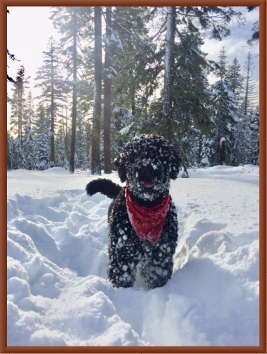 Winston the Portuguese Snow Dog